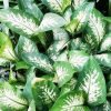 Dieffenbachia / Dumb cane
