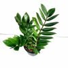 Zamiaculacus Zamifolia (ZZ plant)