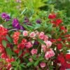 Balsam /  Rose Balsam seeds