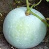 Ash gourd  / vellai Poosani / Sambal Poosani Seed