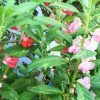 Balsam /  Rose Balsam seeds
