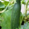 Cucumber /Vellarikaei seed