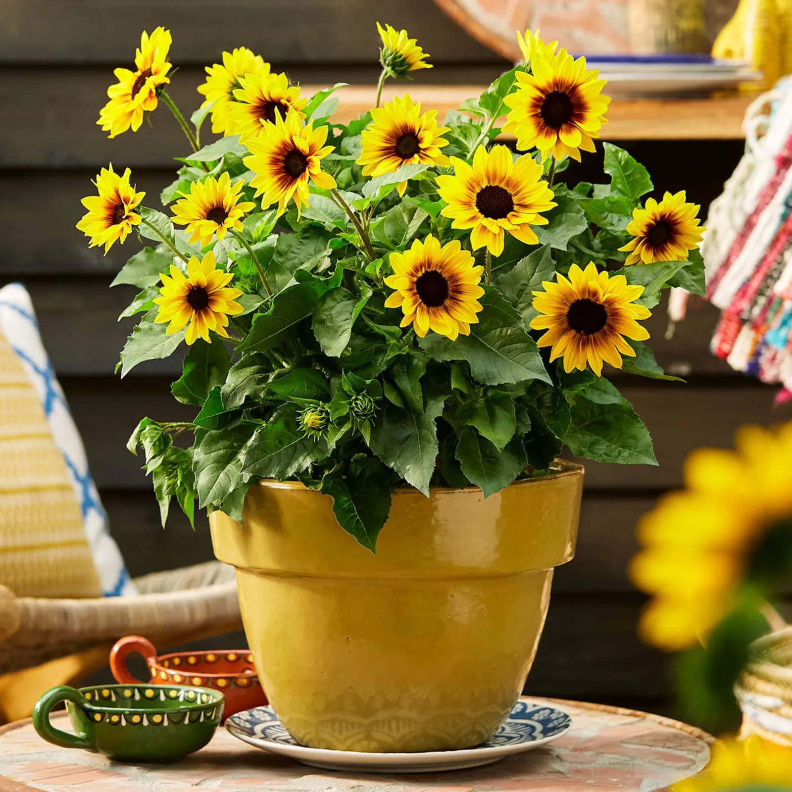Sunflower Miniature Flower Seeds
