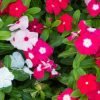 Vinca Rosea