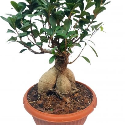 Bonsai Ficus in Bonsai Pot