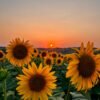 Sunflower / Oil Seeds / Surajmukhi