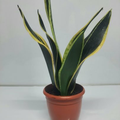 Sansevieria Black Gold