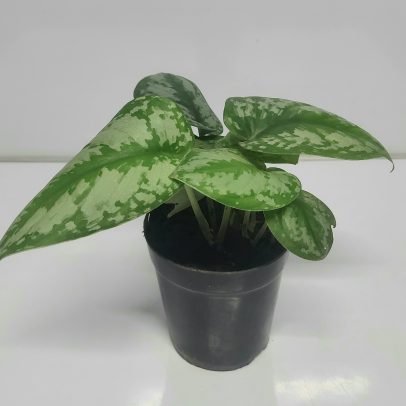 Moneyplant Silver satin small leaves