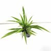 Chlorophytum comosum(Spider plant)