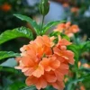 Kanakambaram Red - Firecracker flower/Kanakambaram /Crossandra /Marmalade /Aboli /Kanakambara /Kanakambaram Poo