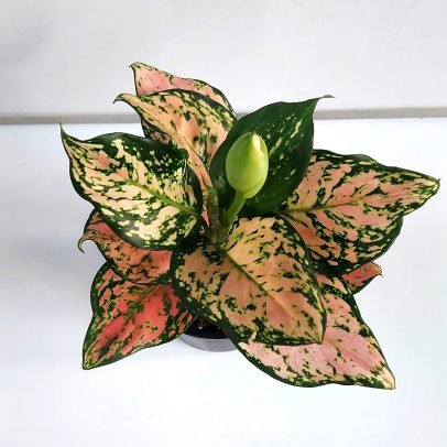 Aglaonema Anjamanee Green Live Plant with Grow Pot