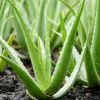 Aloe Vera Live Plant
