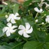 Nandhiyavattam-Tabernaemontana divaricata/Crape jasmine