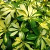 Schefflera Variegated(Dwarf Umbrella Plant)