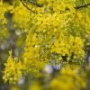 Golden shower tree (Cassia fistula/ Sarakondrai)