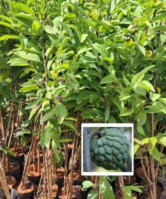 CUSTARD - Custard apple / Sitaphal / Seethapazham / Annona reticulata Grafted Live Plant