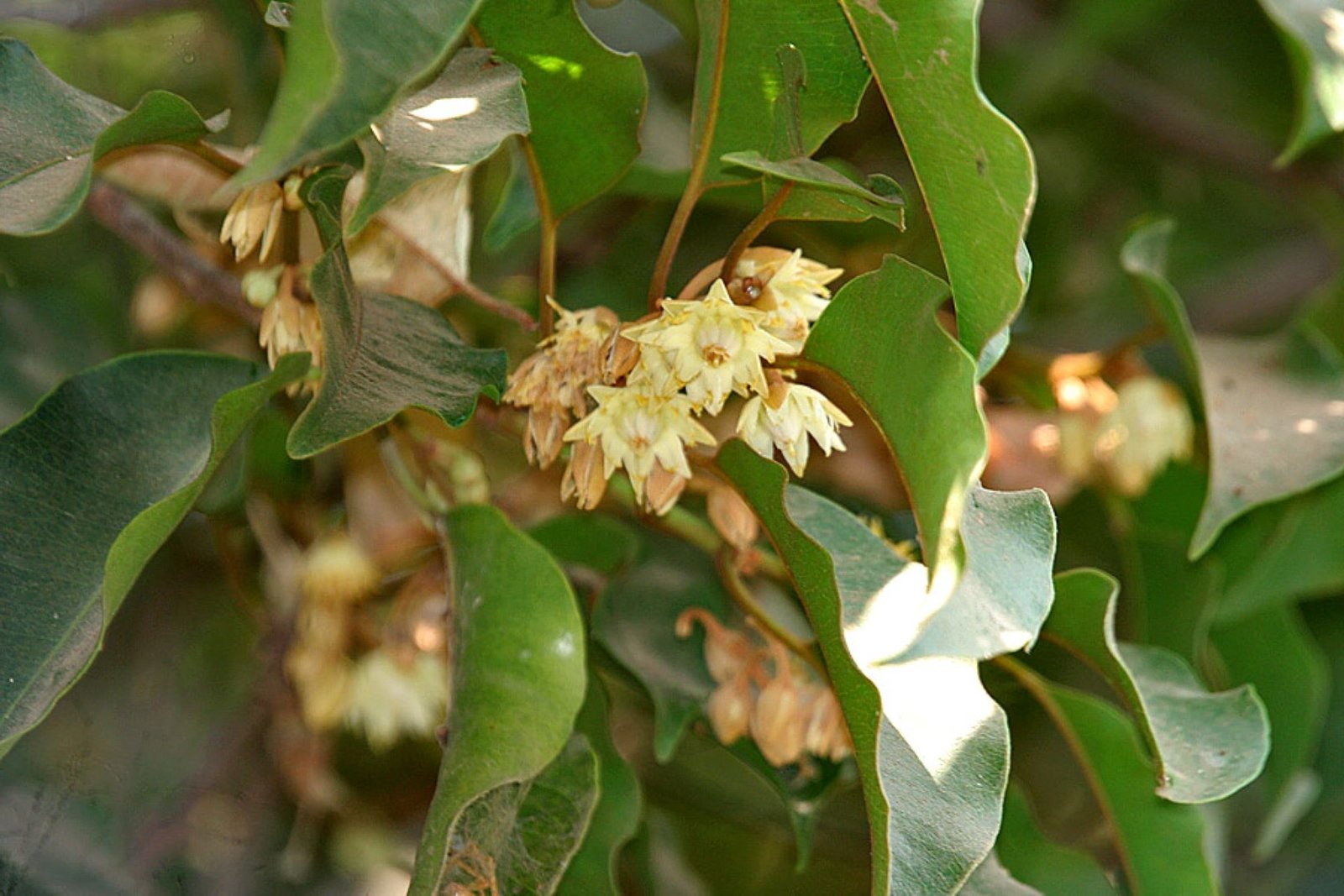 Spanish cherry plant (Magizham)
