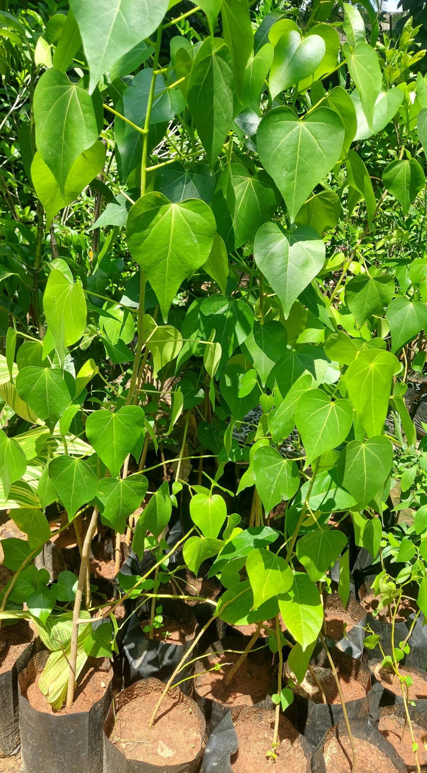 Poovarasan tree (Portia tree/ Pacific rosewood)