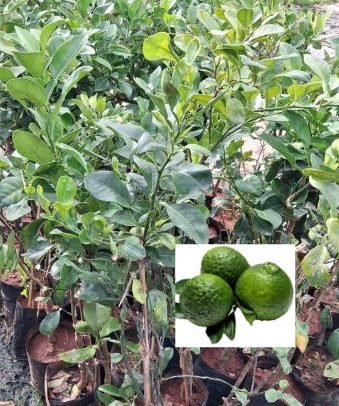 Citrus Family - Citron / Citurus / Narthangai / Narthangaai Grafted Live Plant