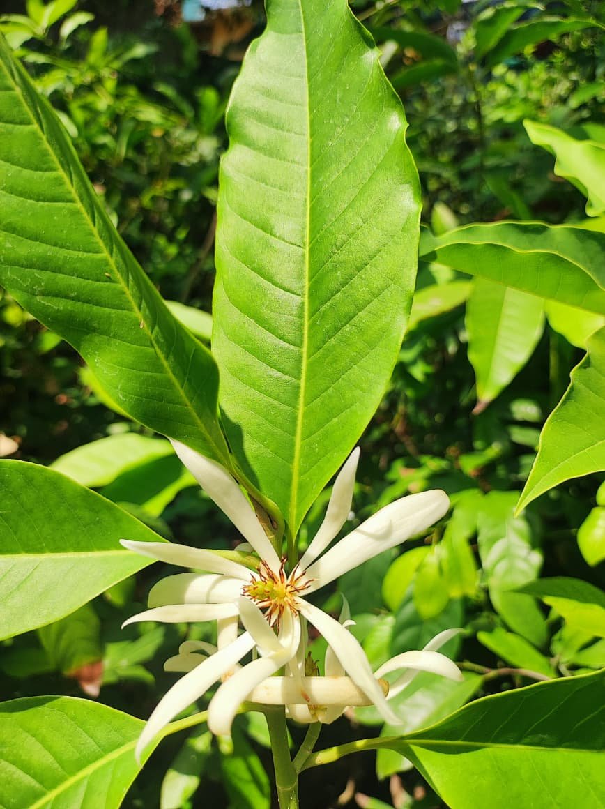 Champaca white ( Shenbagam white ) - Image 3