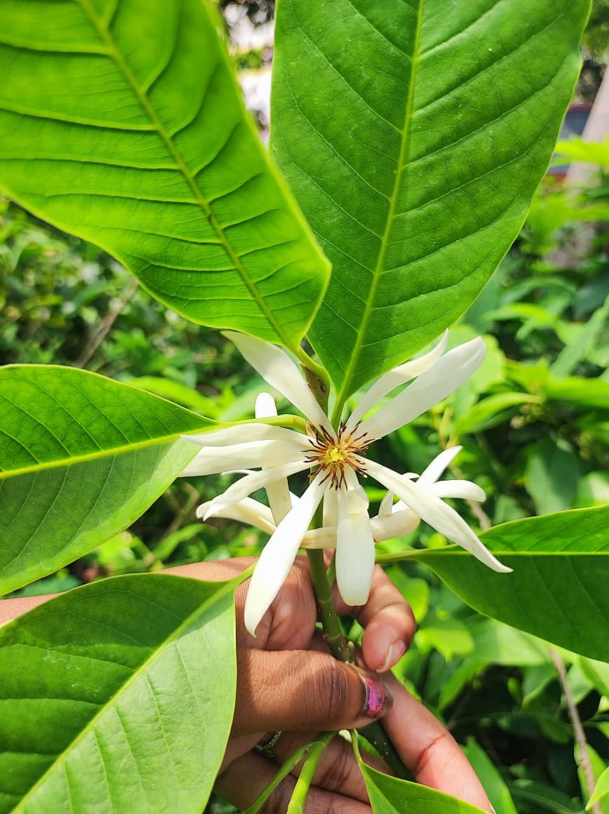 Champaca white ( Shenbagam white ) - Image 4