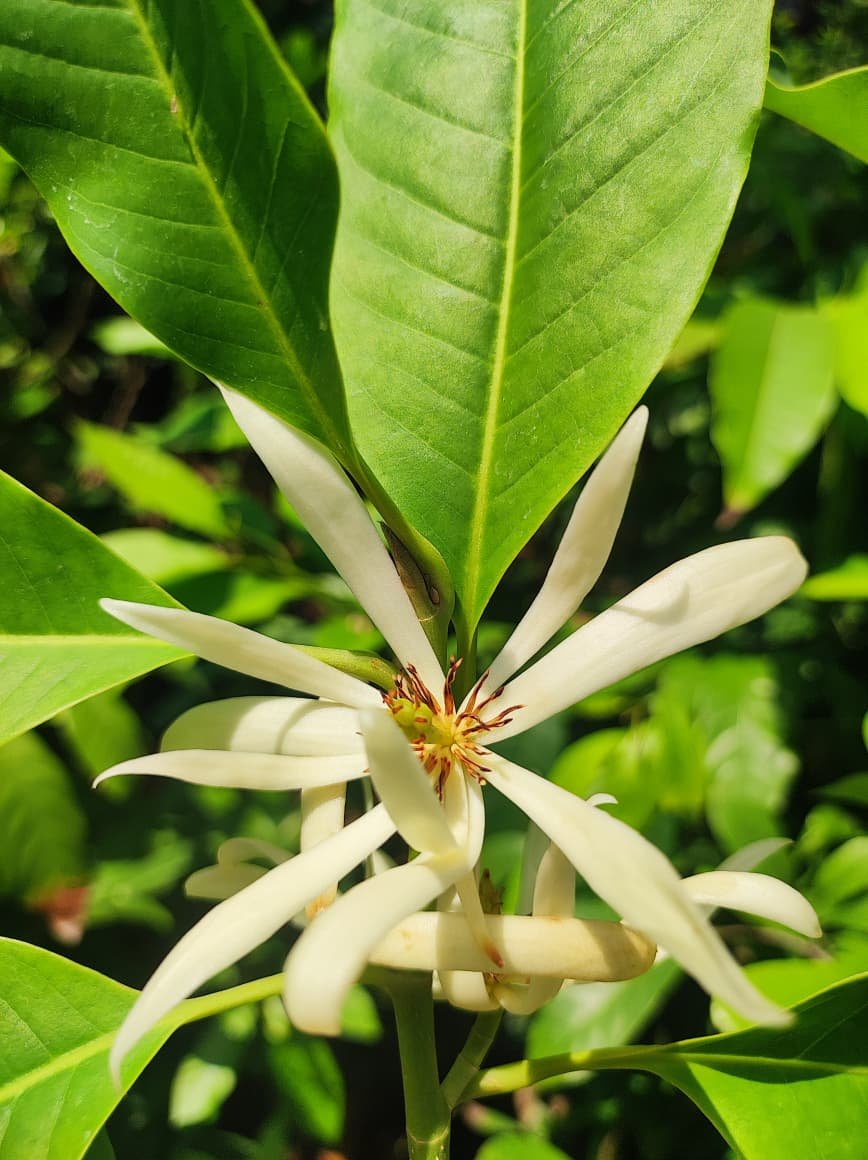 Champaca white ( Shenbagam white )