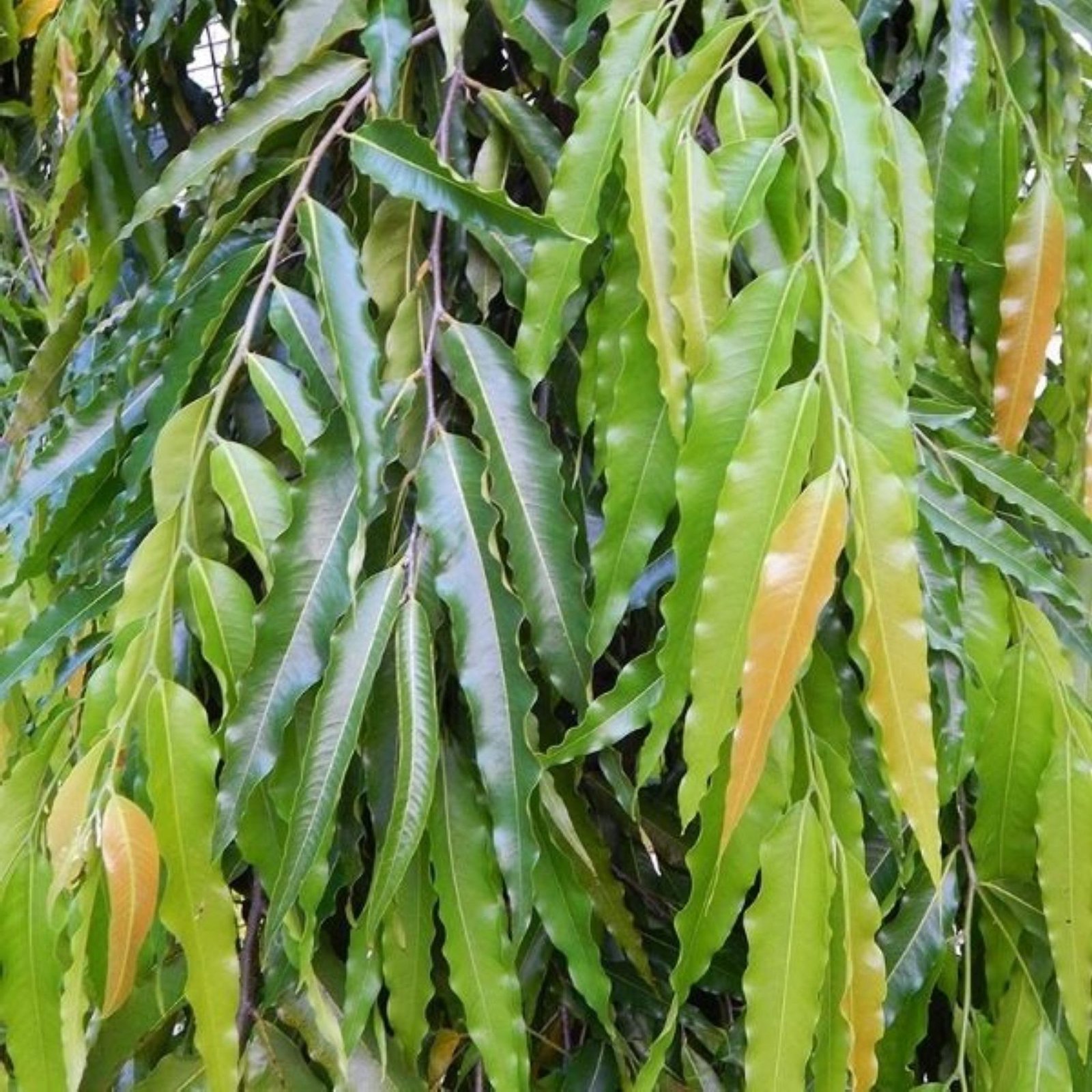 Ashoka tree plant Elanthalir Nursery Garden