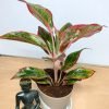 Aglaonema Lipstick Live Plant with Self watering pot