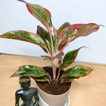 Aglaonema Lipstick Live Plant with Self watering pot