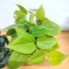 Philodendron Oxycardium Neon Live plant with Self watering Pot