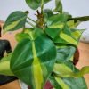 Philodendron Oxycardium variegated  Live plant with Self watering pot