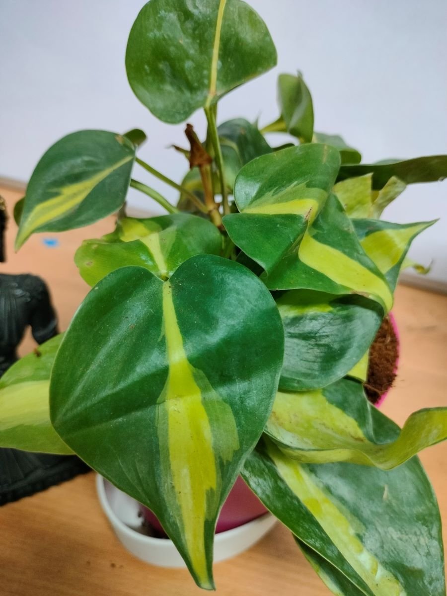 Philodendron Oxycardium variegated Live plant with Self watering pot