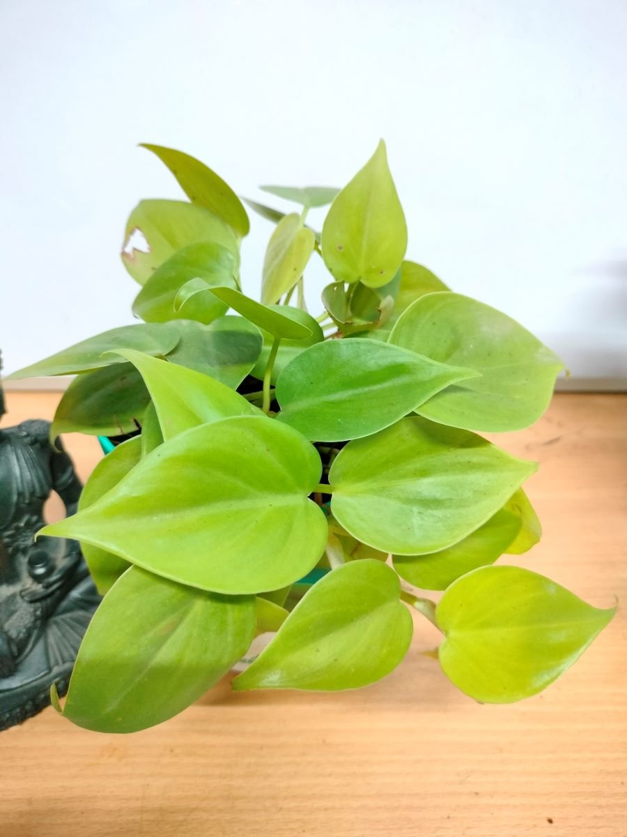 Philodendron Oxycardium Neon Live plant with Self watering Pot