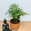Bamboo Palm With Self Watering Pot