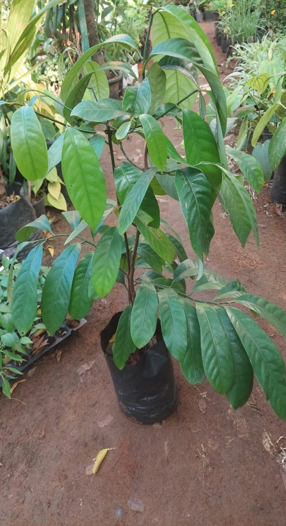 Nutmeg Plant - Elanthalir Nursery Garden