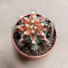 Gymnocalycium mihanovichii 'Red' Cactus