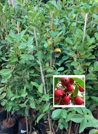 GUAVA - Strawberry Guava / Red Guava Grafted Live Plant
