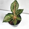 Aglaonema '10 Karat' Live Plant with Grow Pot