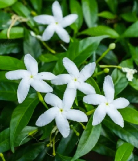 Dwarf (Mini) Nandhiyavattam