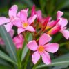 Nerium (Arali)- Pink