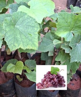 Paneer Grapes / Black Grapes Grafted Live Plant