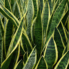 Snake plant (Sansevieria trifasciata Laurentii Tall)