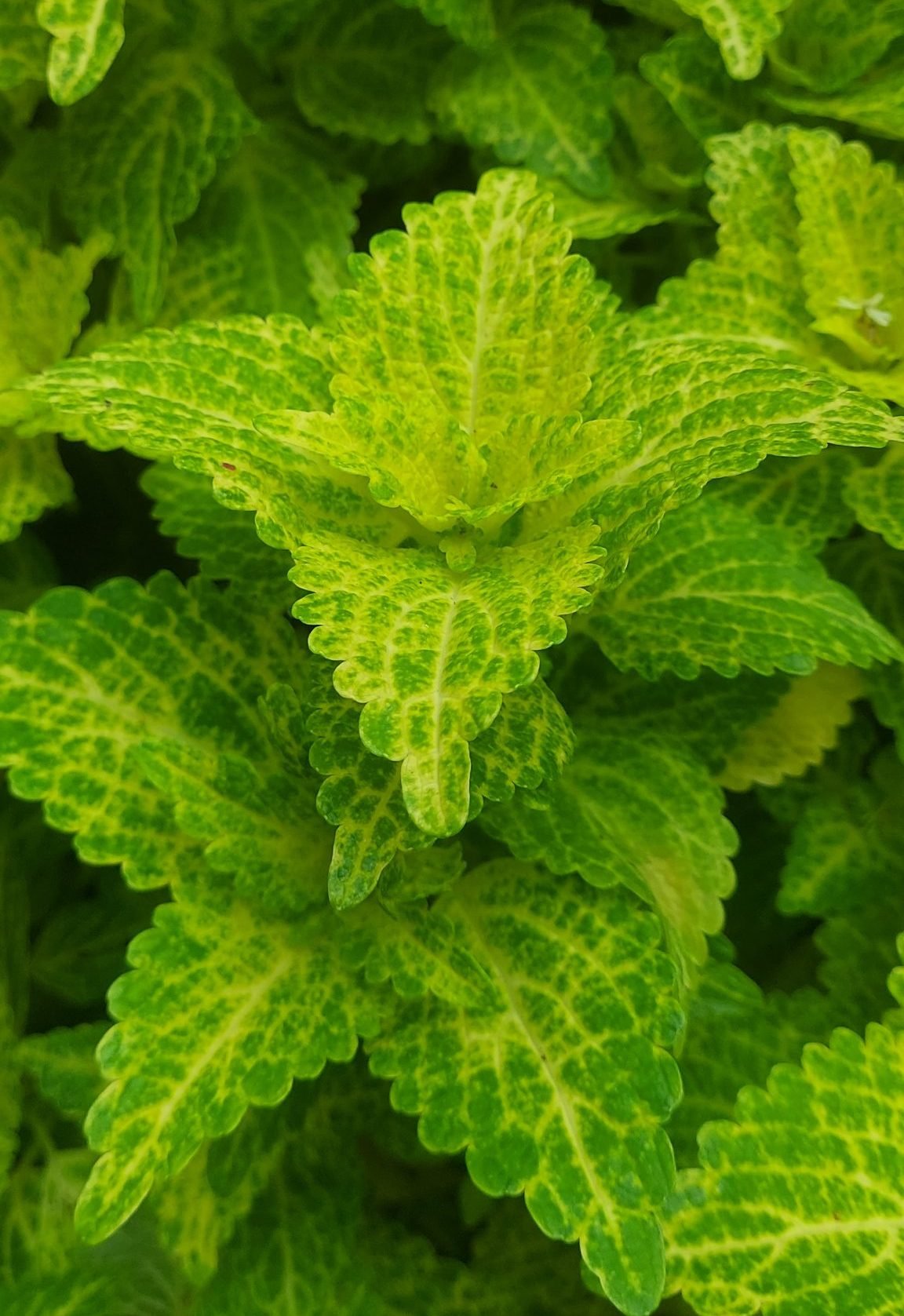 Coleus