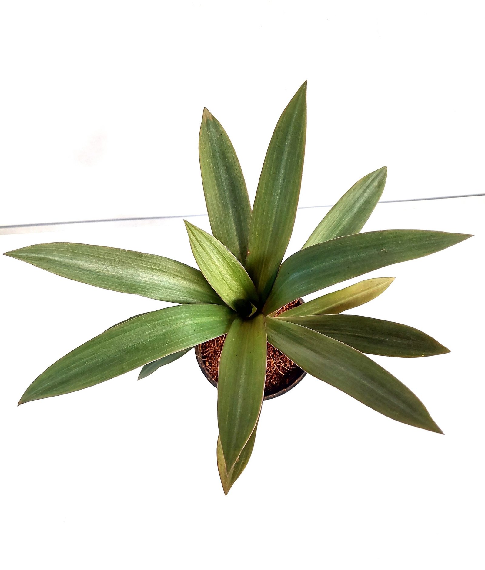 Rheo Discolor - Elanthalir Nursery Garden