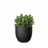 PCUP 10" Yuccabe Italia Premium Planter