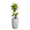 TPC 3015 Yuccabe Italia Premium Tall Planter