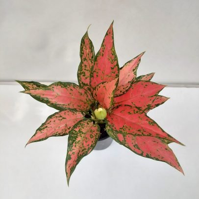 Aglaonema RUI