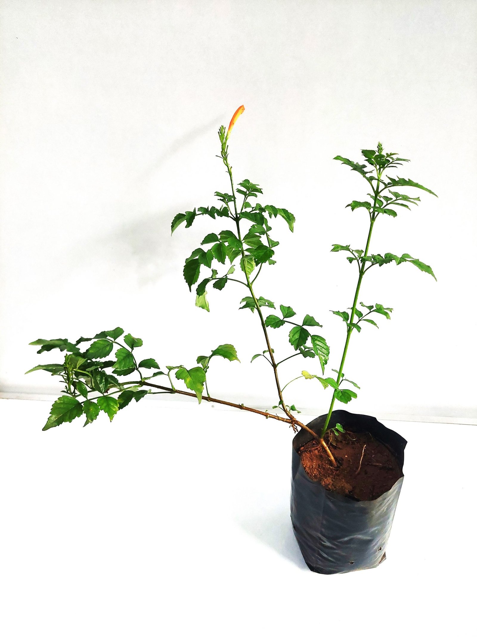 Tecoma (Shrub) - Orange - Image 2