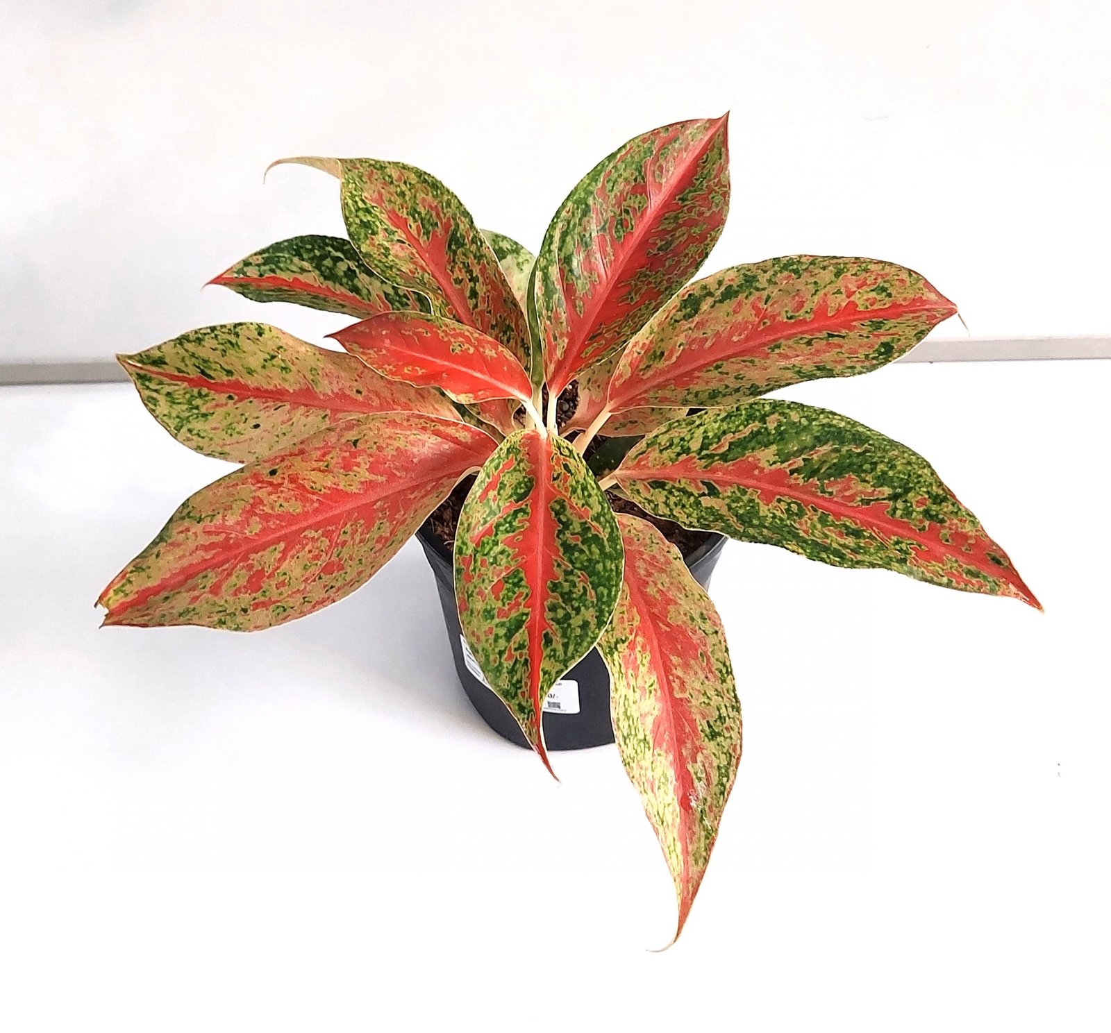 Aglaonema Lynam Tok Live Plant with Grow Pot - Image 2