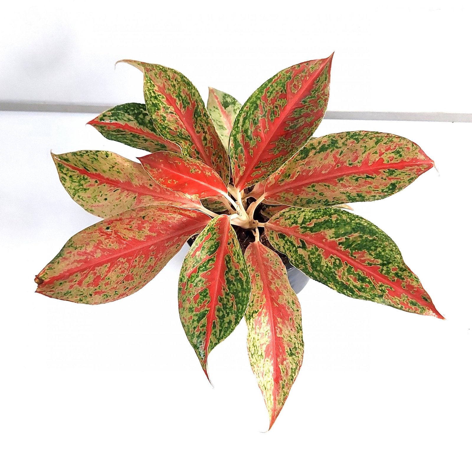 Aglaonema Lynam Tok Live Plant with Grow Pot